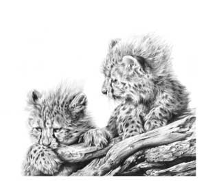 Cheetahs / Lions