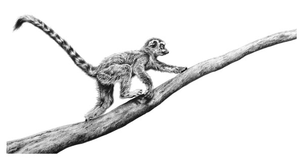 Branching Out (Ring Tailed Lemur) 