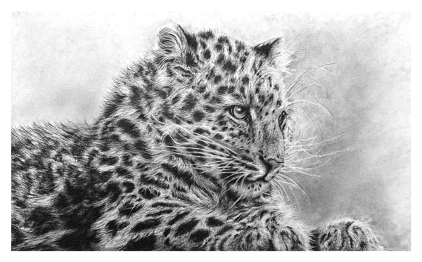 Mist of Amur (Amur Leopard) 