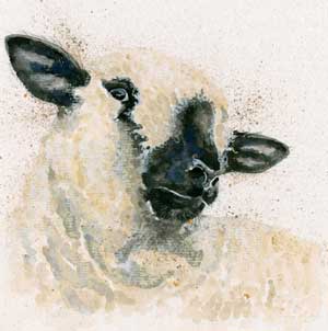 Hampshire Sheep 