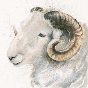 Herdwick (Herdwick Sheep)