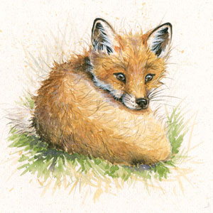 Just Shy of Sly (Fox Cub) 