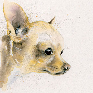 Titch (Chihuahua) 
