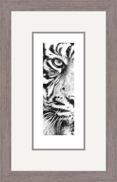 Eye of Sumatra - Sumatran Tiger