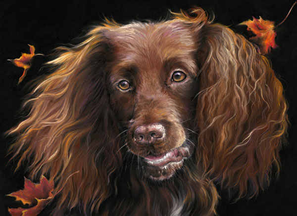 Breeze (Cocker Spaniel) - SML 