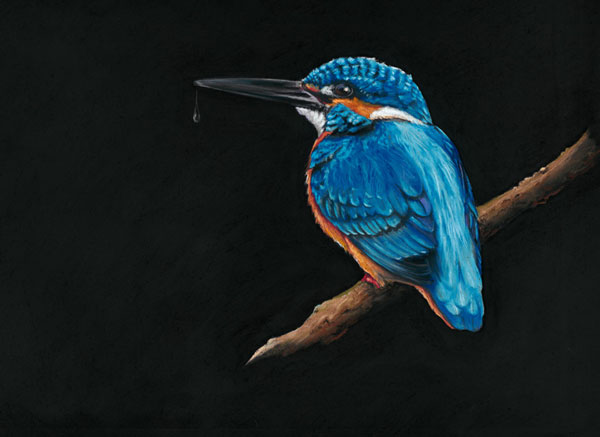 Royal Blue (Kingfisher) - SML 