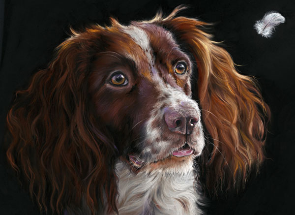 The Feather (Spaniel) - SML 