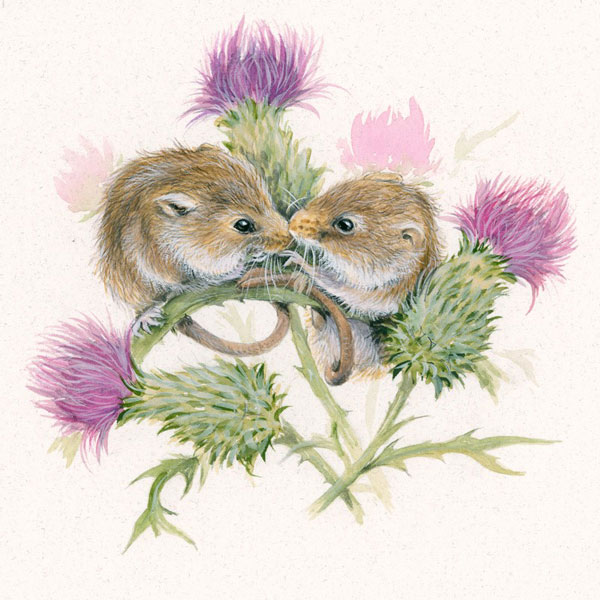 Thistle (Dormouse) 