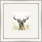 Lord Knows (Stag) Lord Knows (Stag)