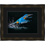 Making A Splash (Kingfisher) Making A Splash (Kingfisher)