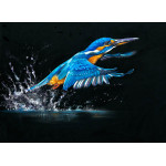 Making A Splash (Kingfisher) Making A Splash (Kingfisher)