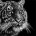 Tigers