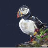 Sarah Jackson