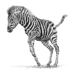 Zebras / Giraffes