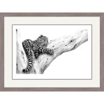 Out On A Limb (Amur Leopard) Out On A Limb (Amur Leopard)