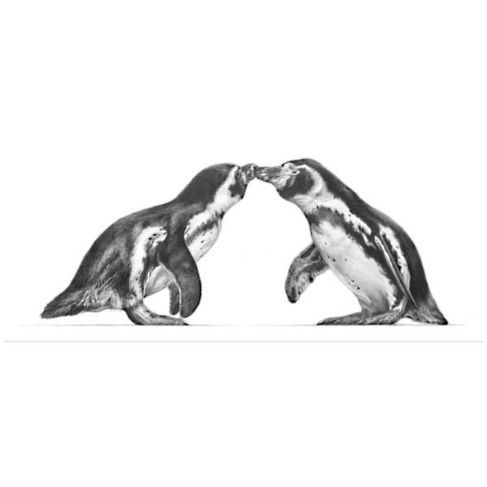 Kiss and Make Up (Penguins) Kiss and Make Up (Penguins)
