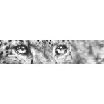Cold Stare Cold Stare