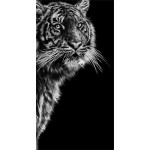 Dangerous Contrast (Sumatran Tiger) Dangerous Contrast (Sumatran Tiger)