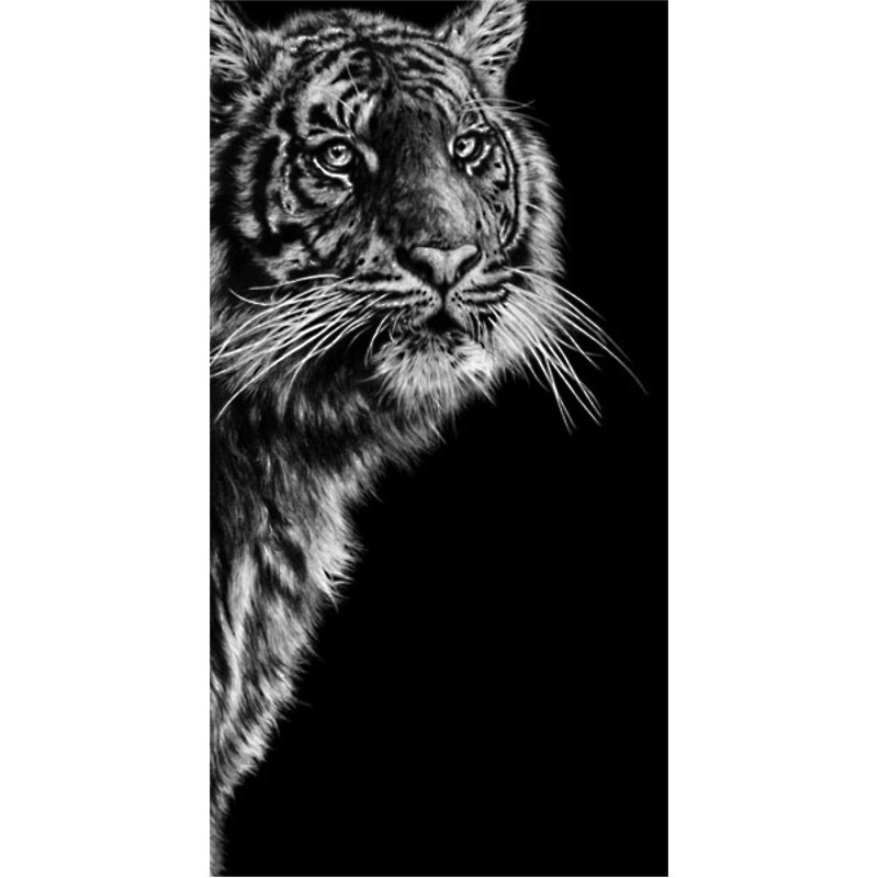 Dangerous Contrast (Sumatran Tiger) Dangerous Contrast (Sumatran Tiger)