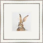 Pop Up (Hare) Pop Up (Hare)