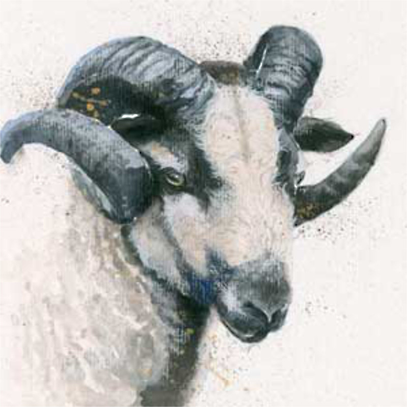 Badger Face (Badger Face Sheep) Badger Face (Badger Face Sheep)