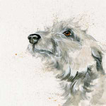 Dougal (Lurcher) Dougal (Lurcher)