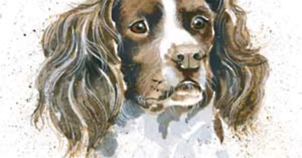 Sam Springer Sam (Springer)