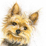 Stanley (Yorkshire Terrier) Stanley (Yorkshire Terrier)