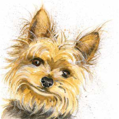 Stanley (Yorkshire Terrier)