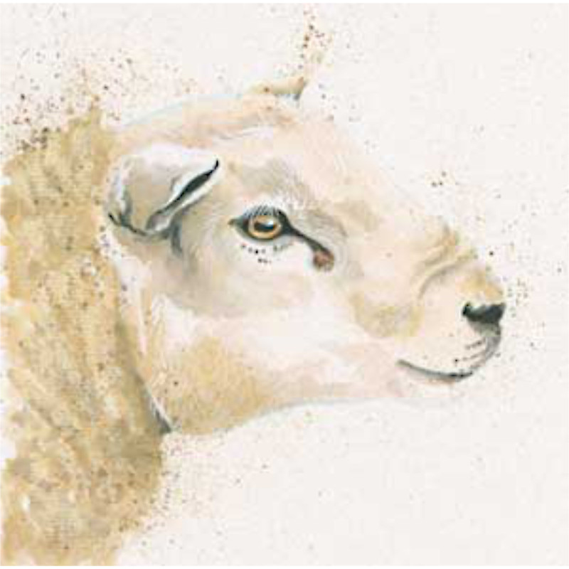 Tex (Texel Sheep) Tex (Texel Sheep)