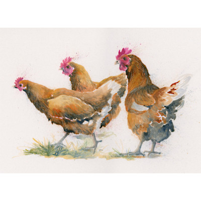 Red Heads (Chickens) SML