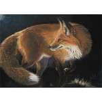 Sly By Night (SML) - Kay Johns Sly By Night (SML) - Kay Johns