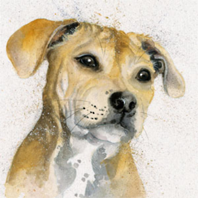 Bailey (Staffie)