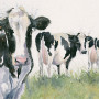 Cheeky Girls (Dairy Cows)