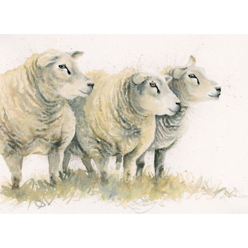 Dutch Courage (Texel Sheep) Dutch Courage (Texel Sheep)