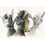 Just Kidding (Goats) - SML