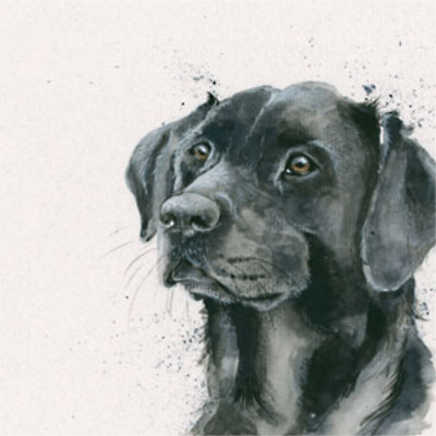 Lad (Black Lab)