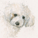 Oscar (Bichon Frise) Oscar (Bichon Frise)
