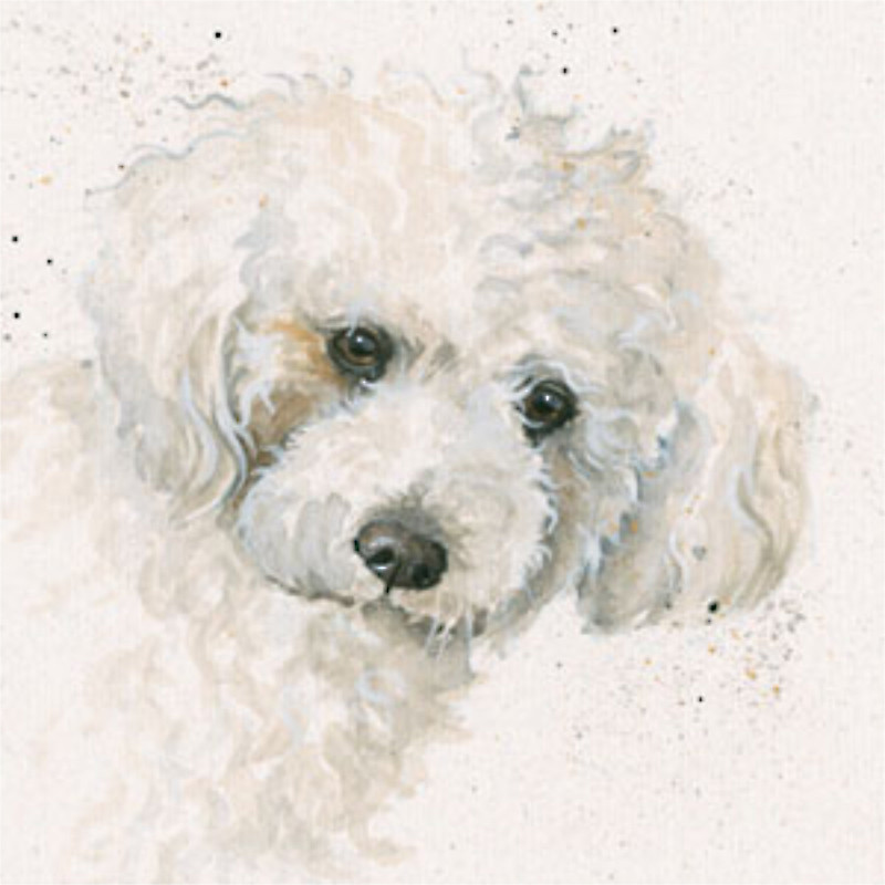 Oscar (Bichon Frise) Oscar (Bichon Frise)
