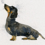 Banger (Dachshund) Banger (Dachshund)