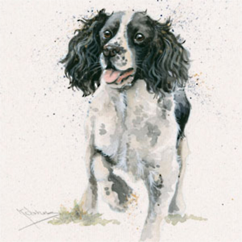 Jasper (Springer) Jasper (Springer)