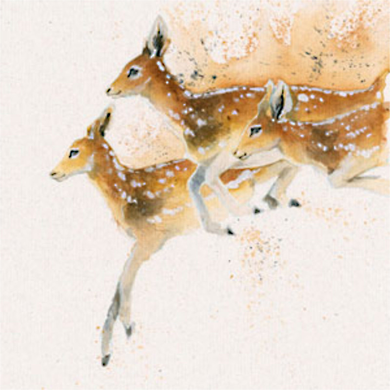 Oh Deer (Roe Deer) Oh Deer (Roe Deer)