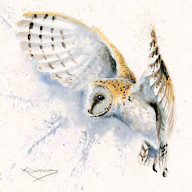 Night Owl (Barn Owl) Night Owl (Barn Owl)