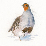 The Englishman (Grey Partridge)