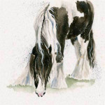 Gypsy (Gypsy Vanner) Gypsy (Gypsy Vanner)