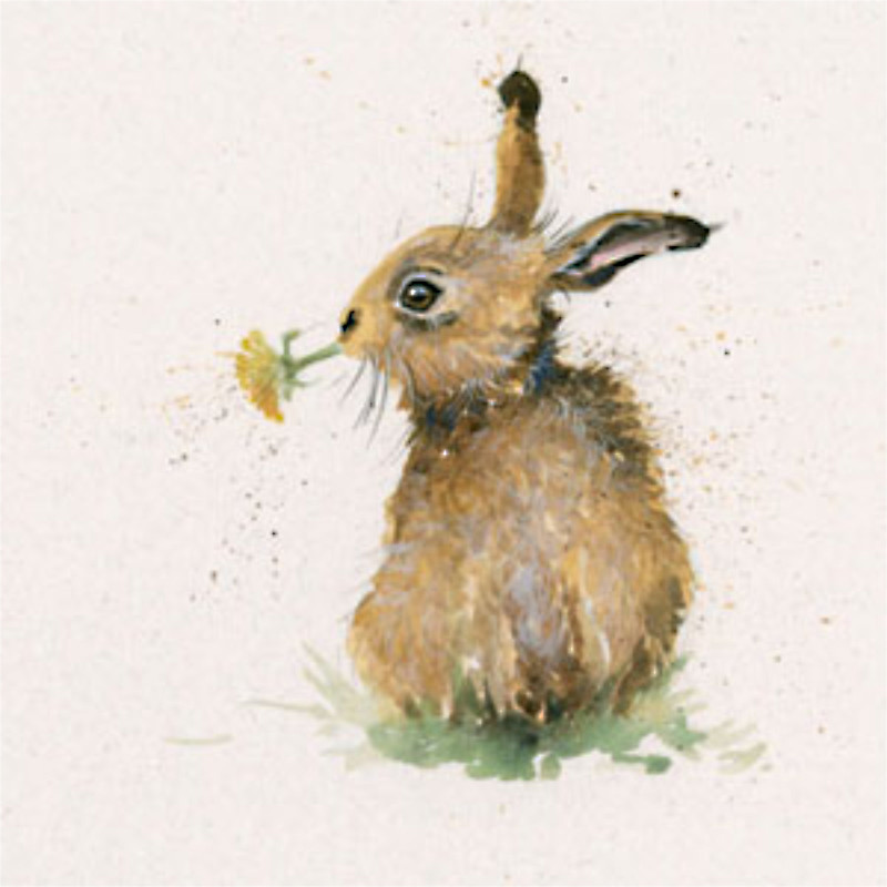 Kenny (Hare) Kenny (Hare)