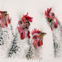 Chick Chat (Chickens) - SML