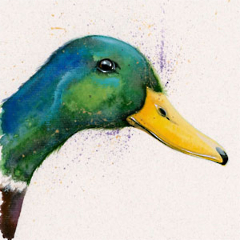 Peeking Duck (Mallard) Peeking Duck (Mallard)