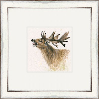 The Rut (Stag) The Rut (Stag)