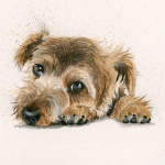 Bootiful (Border Terrier) Bootiful (Border Terrier)